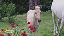 Un cavallo per amico - il cavallo andaluso