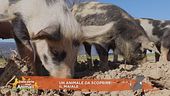 Il maiale