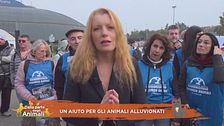 Un aiuto per gli animali alluvionati