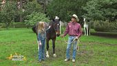 Le razze equine: il cavallo criollo argentino