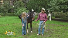Le razze equine: il cavallo criollo argentino
