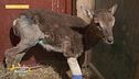 Un animale meraviglioso: il muflone