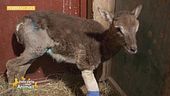 Un animale meraviglioso: il muflone