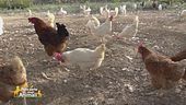 Galline libere e felici