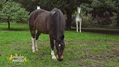 Le razze equine: il cavallo criollo argentino