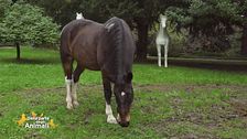 Le razze equine: il cavallo criollo argentino