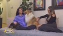 La cura della casa con gli animali domestici