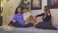 La cura della casa con gli animali domestici