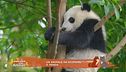 Un animale da scoprire: il panda