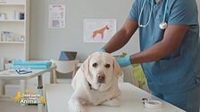 L'alimentazione degli animali di compagnia