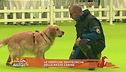 Le verifiche zootecniche nelle razze canine