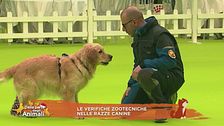 Le verifiche zootecniche nelle razze canine