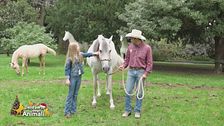Un cavallo per amico: il campo visivo dei cavalli e una nuova razza equina