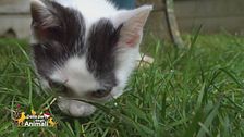 Il gattino Boris recuperato dalla strada
