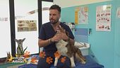 I consigli del Vet: il test della fluoresceina