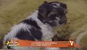 La storia di San Nicola e il cane perduto