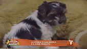 La storia di San Nicola e il cane perduto