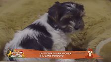 La storia di San Nicola e il cane perduto
