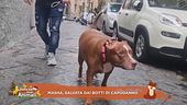 Masha, salvata dai botti di Capodanno