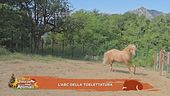 L'Abc della toelettatura
