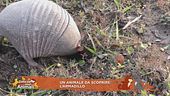Un animale da scoprire: l'armadillo