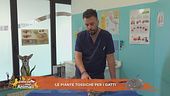 Le piante tossiche per i gatti