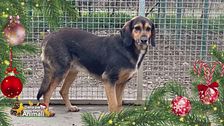 Artù
