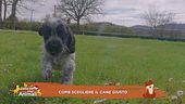 Come scegliere il cane giusto