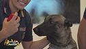 La scuola dei cani della Polizia di Stato