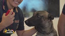 La scuola dei cani della Polizia di Stato