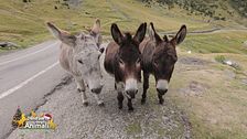 Un animale da scoprire: l'asino