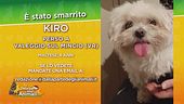 Aiutiamo a ritrovare Kiro