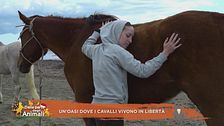 Un'oasi dove i cavalli vivono in libertà