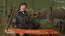 Elisa e i suoi asini