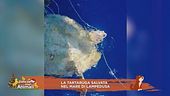 La tartaruga salvata nel mare di Lampedusa