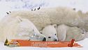 Un animale da scoprire: l'orso bianco