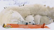 Un animale da scoprire: l'orso bianco
