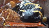 Regione Lombardia: le meraviglie del Parco Campo dei Fiori