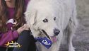Tommy, un cucciolone amorevole