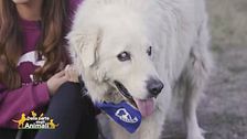 Tommy, un cucciolone amorevole