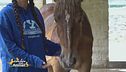 Maddox, meraviglioso cavallo