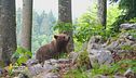 L'orso, un animale da tutelare