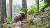 L'orso, un animale da tutelare