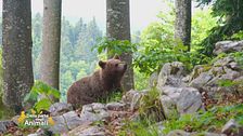 L'orso, un animale da tutelare