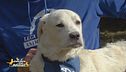 Ugo, un cane speciale