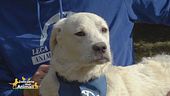 Ugo, un cane speciale