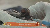 Missione pipistrelli