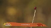La coccinella
