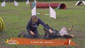 Il gioco del "rotola"