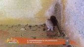 Il sorprendente salvataggio di un allocco